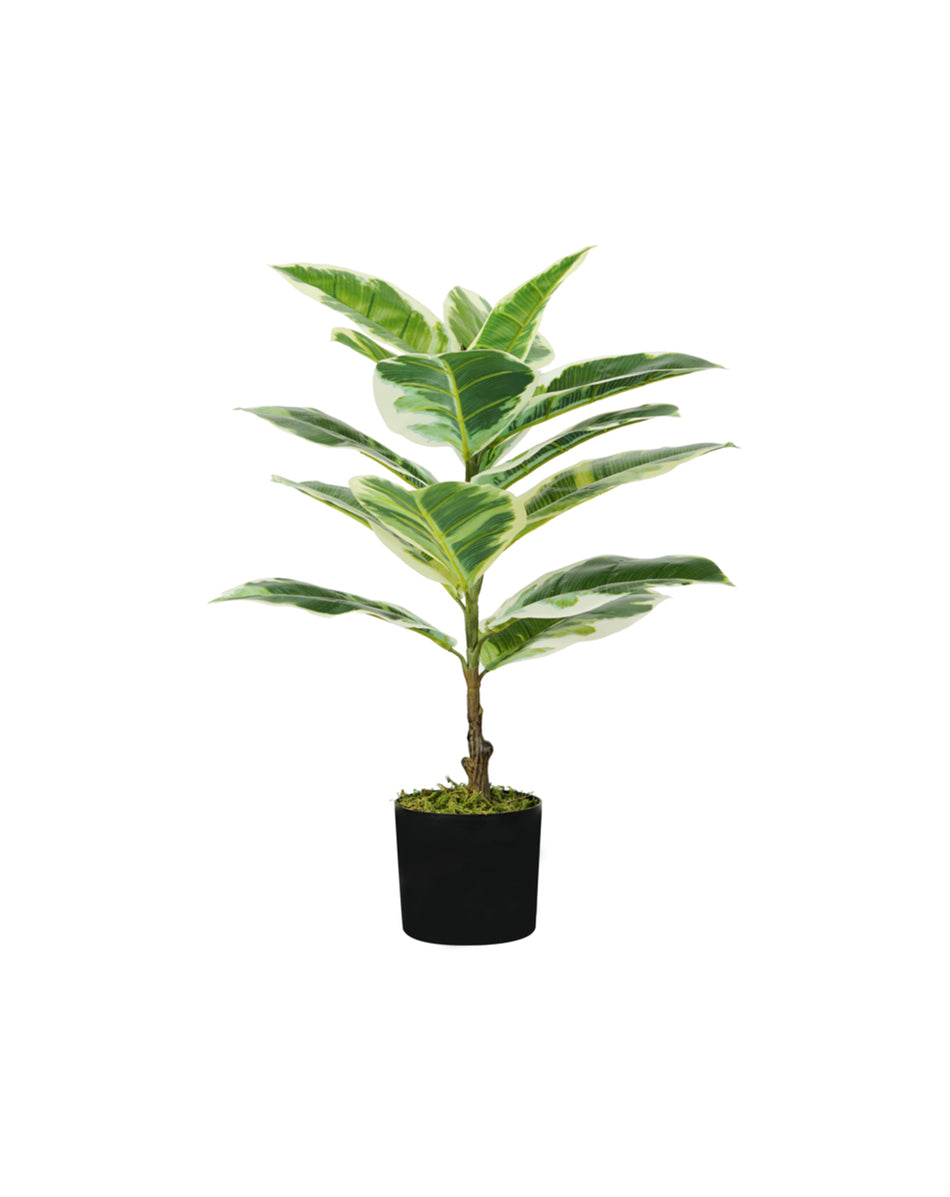 Pianta artificiale di ficus elastica KING HOME